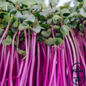 China Rose Radish