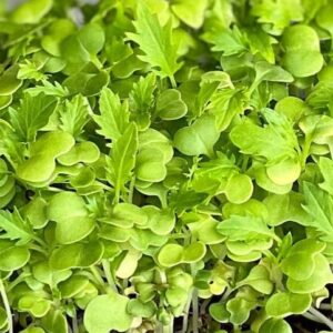 Mizuna Green