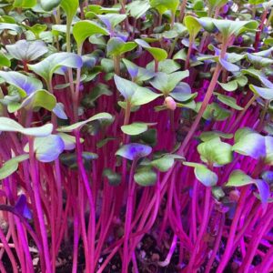 Red Coral Radish