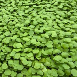 Lemon Balm