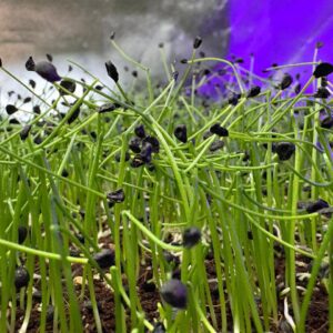 Garlic Chives