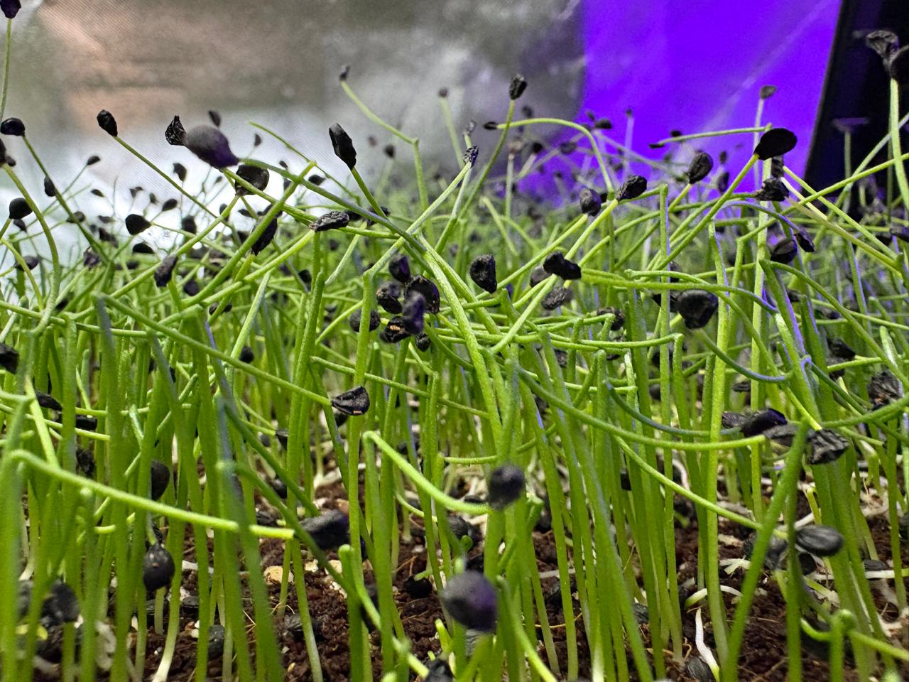 Garlic Chives